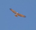 /album/photo-gallery-photogallery/short-tailed-eagle-at-laguna-de-fuente-de-piedra-jpg/